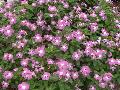 Lavender Blue Halo Periwinkle / Catharanthus roseus 